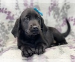 Small Photo #12 Labrador Retriever Puppy For Sale in LAKELAND, FL, USA
