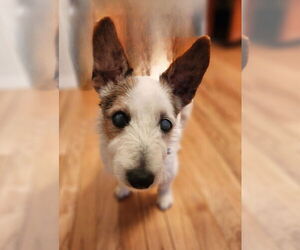 Jack Russell Terrier-Unknown Mix Dogs for adoption in Springdale, PA, USA