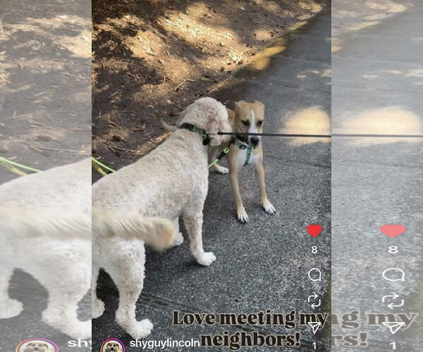 Medium Photo #8 Mutt Puppy For Sale in Bellevue, WA, USA