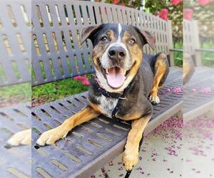 Mutt Dogs for adoption in Sacramento, CA, USA