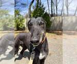 Small #2 Greyhound