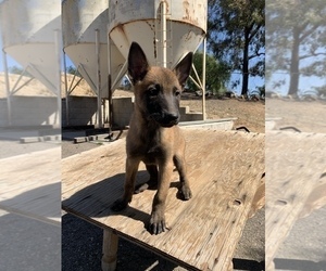 Belgian Malinois Puppy for sale in SPRING VALLEY, CA, USA