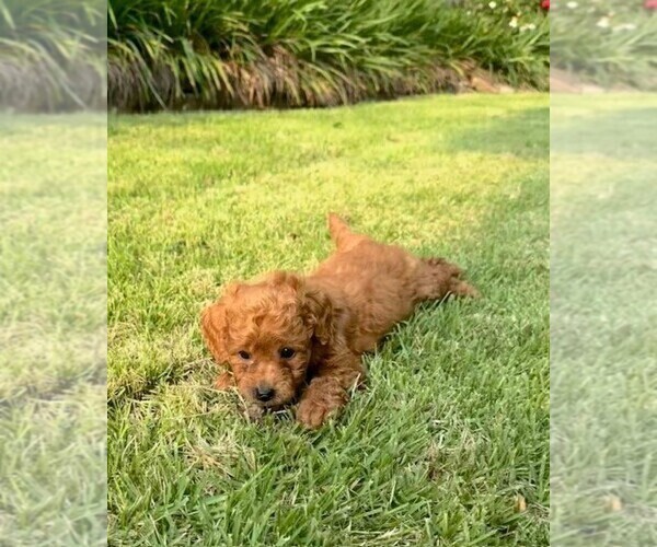 Medium Photo #2 Double Doodle Puppy For Sale in LAGRANGE, GA, USA