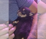 Small #7 English Bulldog