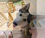 Small #5 Siberian Husky