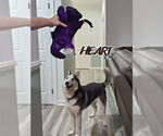 Small #6 Siberian Husky