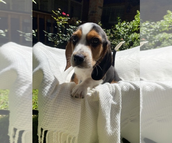 Medium Photo #5 Beagle Puppy For Sale in CONROE, TX, USA