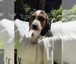 Small #4 Beagle