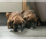 Small Photo #3 Boxer Puppy For Sale in HASLETT, MI, USA