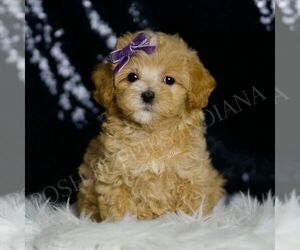 Maltipoo Puppy for sale in WARSAW, IN, USA