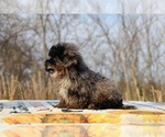 Small #19 ShihPoo
