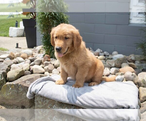 Medium Photo #2 Golden Retriever Puppy For Sale in BALTIC, OH, USA