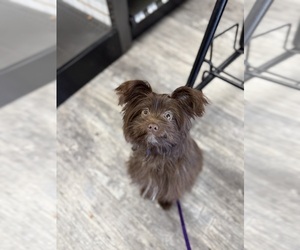 Shiranian Dogs for adoption in PANAMA CITY, FL, USA