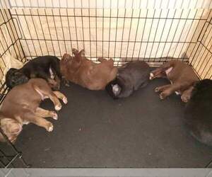 Bernese Mountain Dog-Labrador Retriever Mix Puppy for sale in MARION, IN, USA