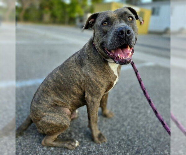 Medium Photo #1 Mutt Puppy For Sale in Long Beach, CA, USA