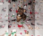 Puppy Noel Yorkshire Terrier