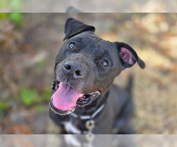 Medium Photo #2 American Pit Bull Terrier-Unknown Mix Puppy For Sale in Ocala, FL, USA