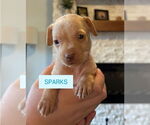 Small #2 American Staffordshire Terrier-Labrador Retriever Mix