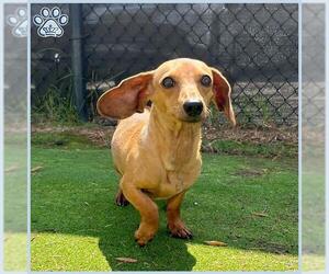 Dachshund Dogs for adoption in Sugar Land, TX, USA
