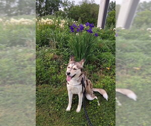Peaches - Female Siberian Husky-Unknown Mix Dog for Adoption - Photo #3