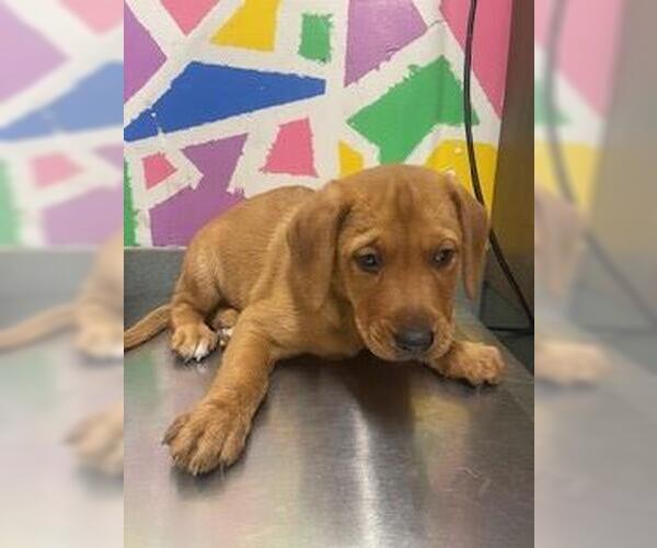 Medium Photo #1 Great Pyrenees-Unknown Mix Puppy For Sale in Baytown, TX, USA