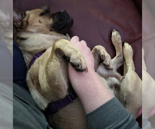 Medium Photo #3 Pug-Unknown Mix Puppy For Sale in Spring Lake, NC, USA