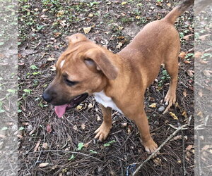 BETTY - Female Labrador Retriever Dog for Adoption - Photo #3