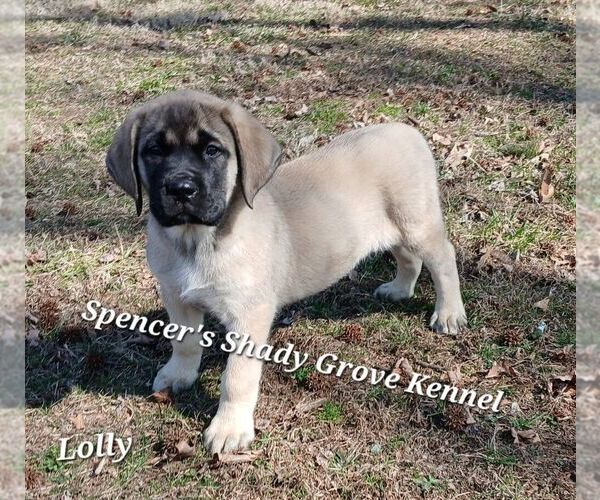 Medium Photo #3 Mastiff Puppy For Sale in CABOOL, MO, USA