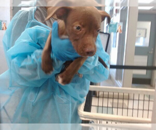 Medium Photo #1 Mutt Puppy For Sale in Oklahoma City, OK, USA