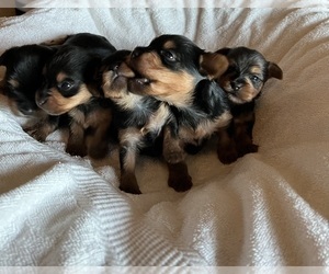 Yorkshire Terrier Puppy for sale in FRESNO, CA, USA