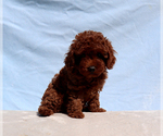 Nelly - Male Poodle (Toy) Puppy for Sale - Photo #4