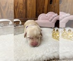 Small #3 Labrador Retriever