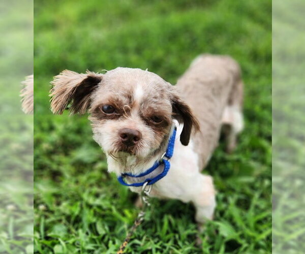 Medium Photo #1 Shih Tzu Puppy For Sale in Walnutport, PA, USA
