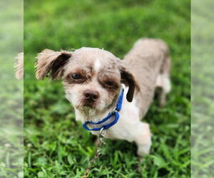 Shih Tzu Dogs for adoption in Walnutport, PA, USA