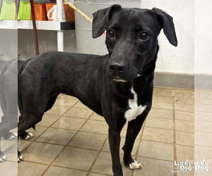 Labbe Dogs for adoption in Washington, DC, USA