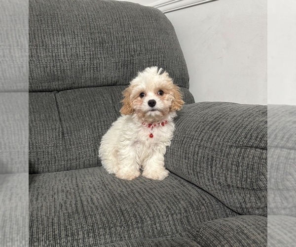 Medium Photo #1 Cavapoo (Toy) Puppy For Sale in JEFFERSONVILLE, IN, USA