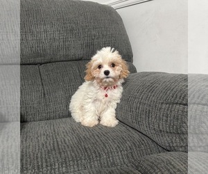 Cavapoo (Toy) Puppy for sale in JEFFERSONVILLE, IN, USA