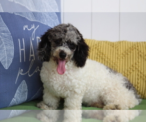 Poodle (Miniature) Puppy for sale in HUGHESVILLE, MO, USA
