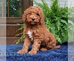 Small #1 Goldendoodle (Miniature)