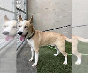 Siberian Husky-Unknown Mix Dogs for adoption in Baytown, TX, USA