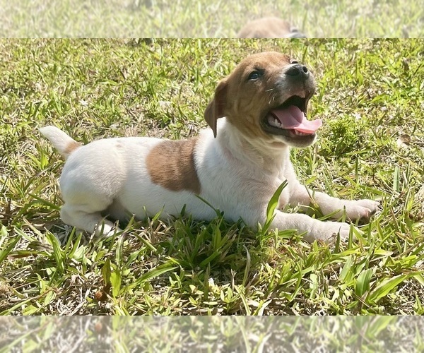 Medium Photo #22 Jack Russell Terrier Puppy For Sale in FORT PIERCE, FL, USA
