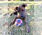 Small Photo #2 American Pit Bull Terrier-Unknown Mix Puppy For Sale in Oakhurst, NJ, USA