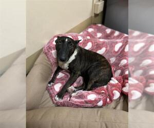 Miniature Bull Terrier Dogs for adoption in Chula Vista, CA, USA