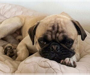 Perry - Male Pug-Unknown Mix Dog for Adoption - Photo #5