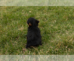 Small Photo #5 Yorkshire Terrier Puppy For Sale in SHIPSHEWANA, IN, USA