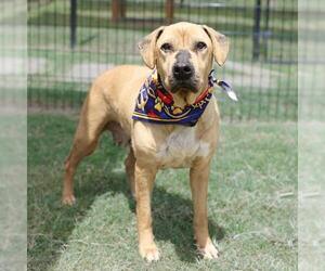 Labrador Retriever-Unknown Mix Dogs for adoption in San Antonio, TX, USA