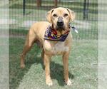 Small Labrador Retriever Mix