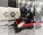 Small Photo #9 German Shepherd Dog Puppy For Sale in ALACHUA, FL, USA
