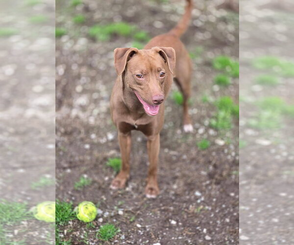 Medium Photo #4 Mutt Puppy For Sale in Crandall, GA, USA