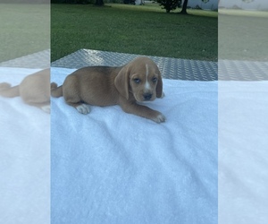 Beagle Puppy for sale in JAY, OK, USA